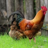 Петух и куры на траве