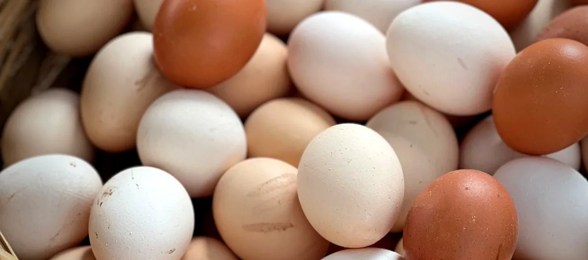 Free-range eggs from the Ramenye farm